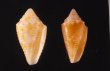 マガタマイモ Conus jaspideusfig.1
