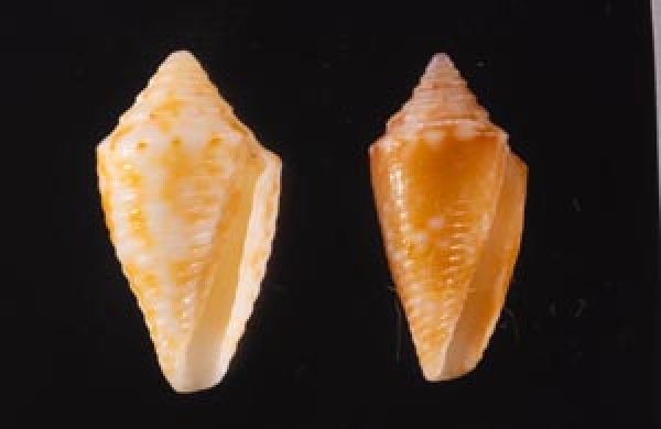 マガタマイモ Conus jaspideusfig.1