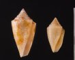 マガタマイモ Conus jaspideusfig.1