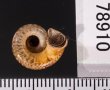 ミンダイクチヒレアツブタ Cyclophorus mindaiensisfig.3