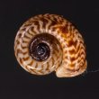 ミンダイクチヒレアツブタ Cyclophorus mindaiensisfig.1