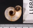ミンダイクチヒレアツブタ Cyclophorus mindaiensisfig.3
