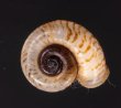 ミンダイクチヒレアツブタ Cyclophorus mindaiensisfig.1