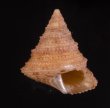 アンゴラエビス Calliostoma hernandezifig.1