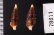タテガミハラブトシャジク Turridrupa jubatafig.2