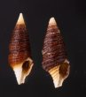 タテガミハラブトシャジク Turridrupa jubatafig.1