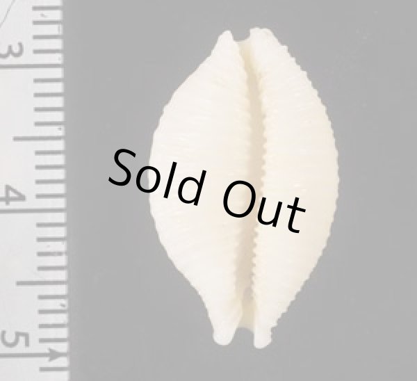 画像2: アフリカイボダカラ (2)