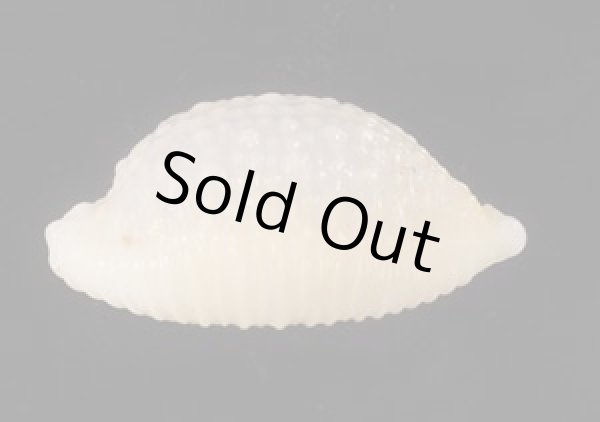 画像3: アフリカイボダカラ (3)