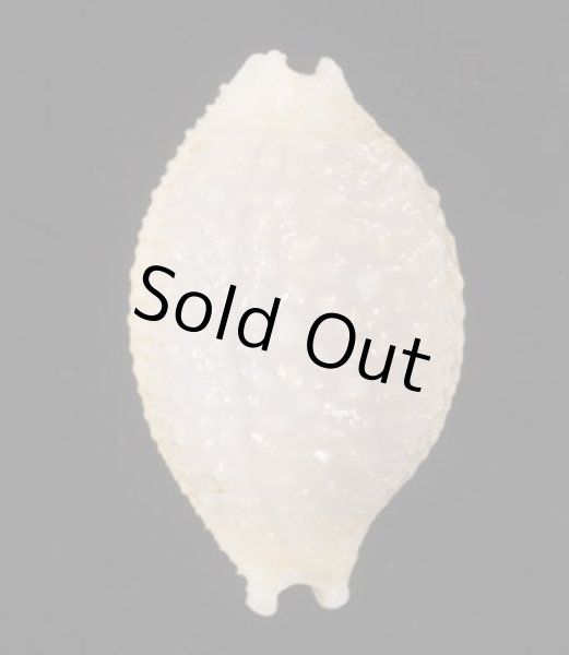 画像1: アフリカイボダカラ (1)