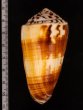 スジヒラマキイモ Conus ferrugineusfig.2