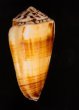 スジヒラマキイモ Conus ferrugineusfig.3