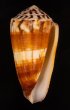 スジヒラマキイモ Conus ferrugineusfig.1