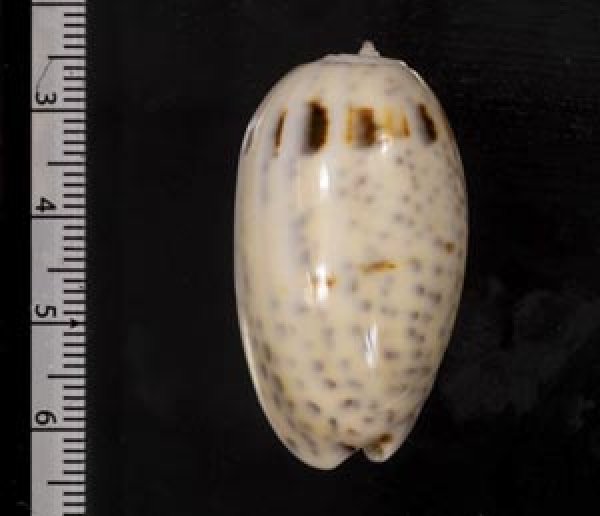 画像2: フタオビセキトリマクラ (2)