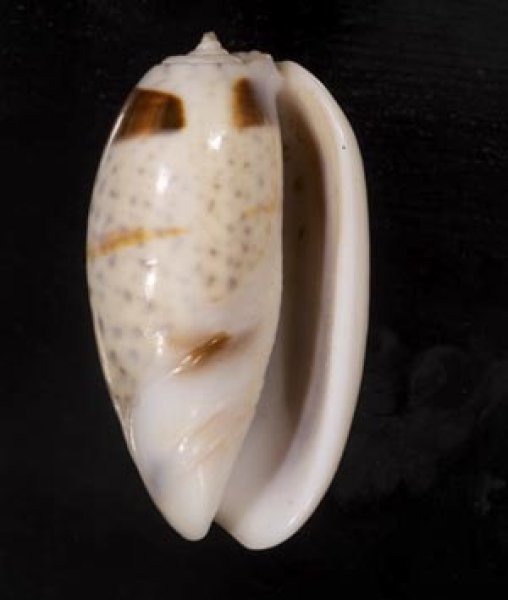 画像1: フタオビセキトリマクラ (1)