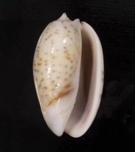 画像2: フタオビセキトリマクラ (2)