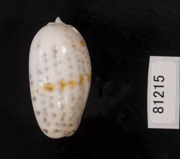 画像3: フタオビセキトリマクラ (3)