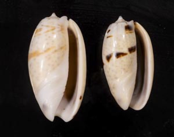 画像1: フタオビセキトリマクラ (1)