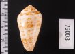 ナタールイモ Conus natalisfig.2