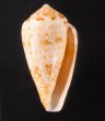 ナタールイモ Conus natalisfig.1