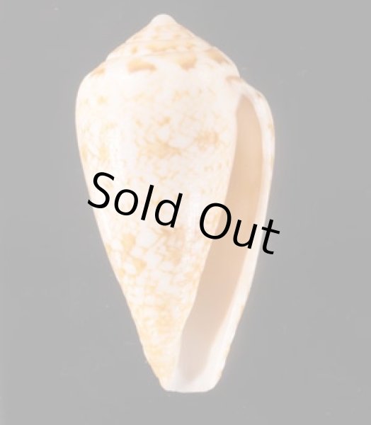 ナタールイモ Conus natalisfig.1