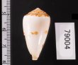 ナタールイモ Conus natalisfig.2