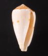 ナタールイモ Conus natalisfig.1