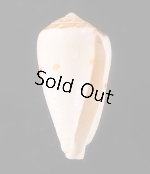 ナタールイモ Conus natalisfig.1