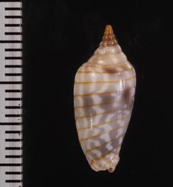 画像2: イトマキチョウチンフデ (2)