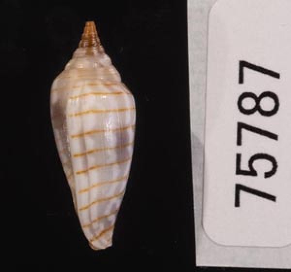 画像3: イトマキチョウチンフデ (3)