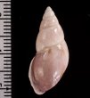 トリマミカンマイマイ (仮称) Drymaeus sp.fig.2