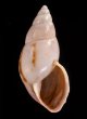 トリマミカンマイマイ (仮称) Drymaeus sp.fig.1