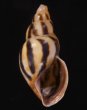 クチアカムラサキミカンマイマイ (未詳) Drymaeus sp.fig.1