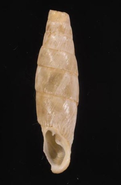 スペジアレシチリアギセル (仮称) Charpentieria spezialensisfig.1