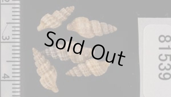 画像2: ケープコウシツブ (仮称) (2)