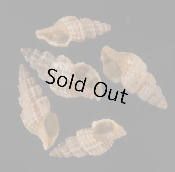 画像1: ケープコウシツブ (仮称) (1)