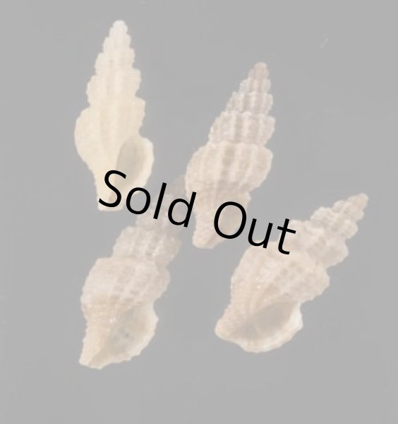 画像1: ケープコウシツブ (仮称) (1)