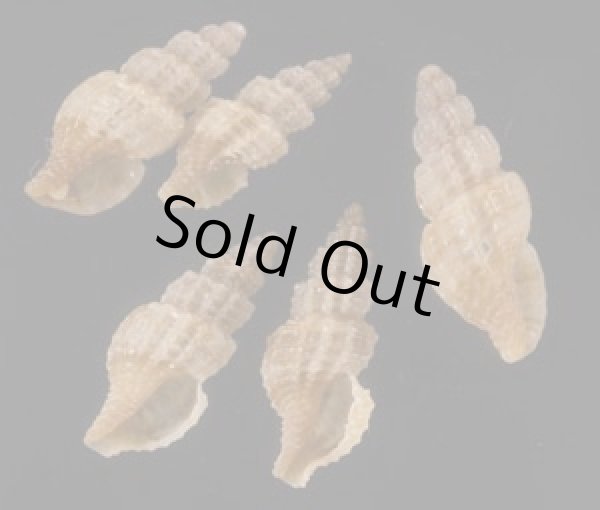 画像1: ケープコウシツブ (仮称) (1)