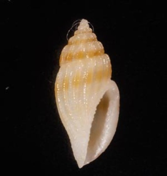 ハラブトコトツブ Eucithara isselifig.1