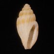 ハラブトコトツブ Eucithara isselifig.1