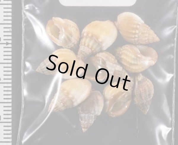 画像2: タウンズビルムシロ (2)