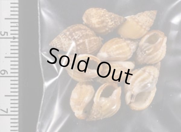 画像2: タウンズビルムシロ (2)