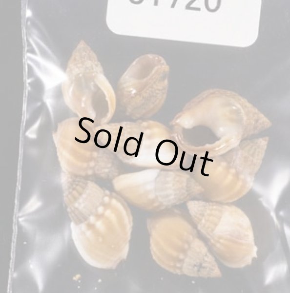 画像1: タウンズビルムシロ (1)