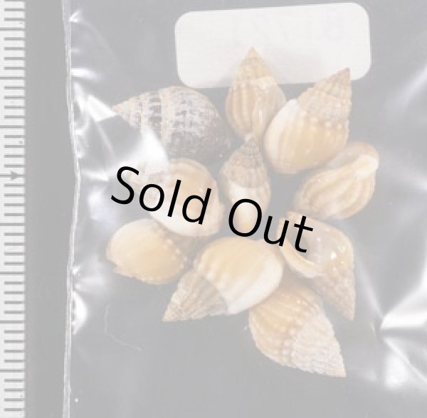 画像2: タウンズビルムシロ (2)