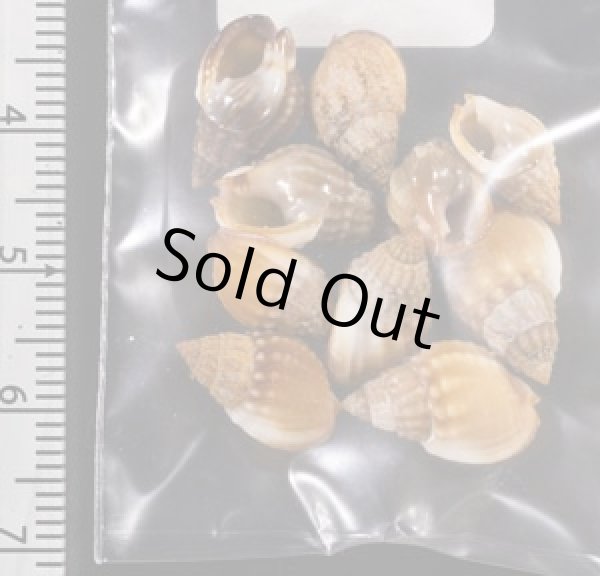 画像2: タウンズビルムシロ (2)