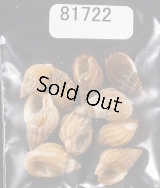 画像1: タウンズビルムシロ (1)