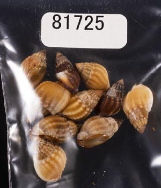 画像1: タウンズビルムシロ (1)