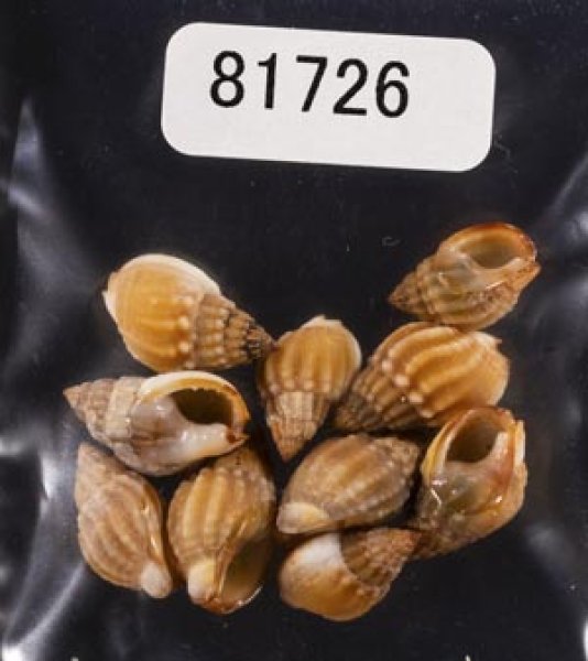 画像1: タウンズビルムシロ (1)