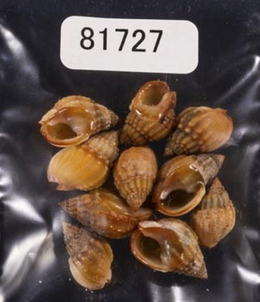 画像1: タウンズビルムシロ (1)