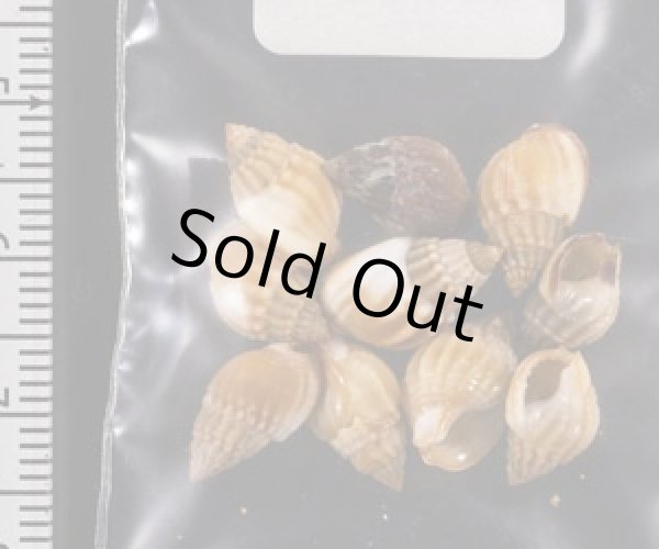 画像2: タウンズビルムシロ (2)