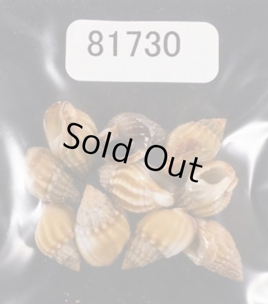 画像1: タウンズビルムシロ (1)